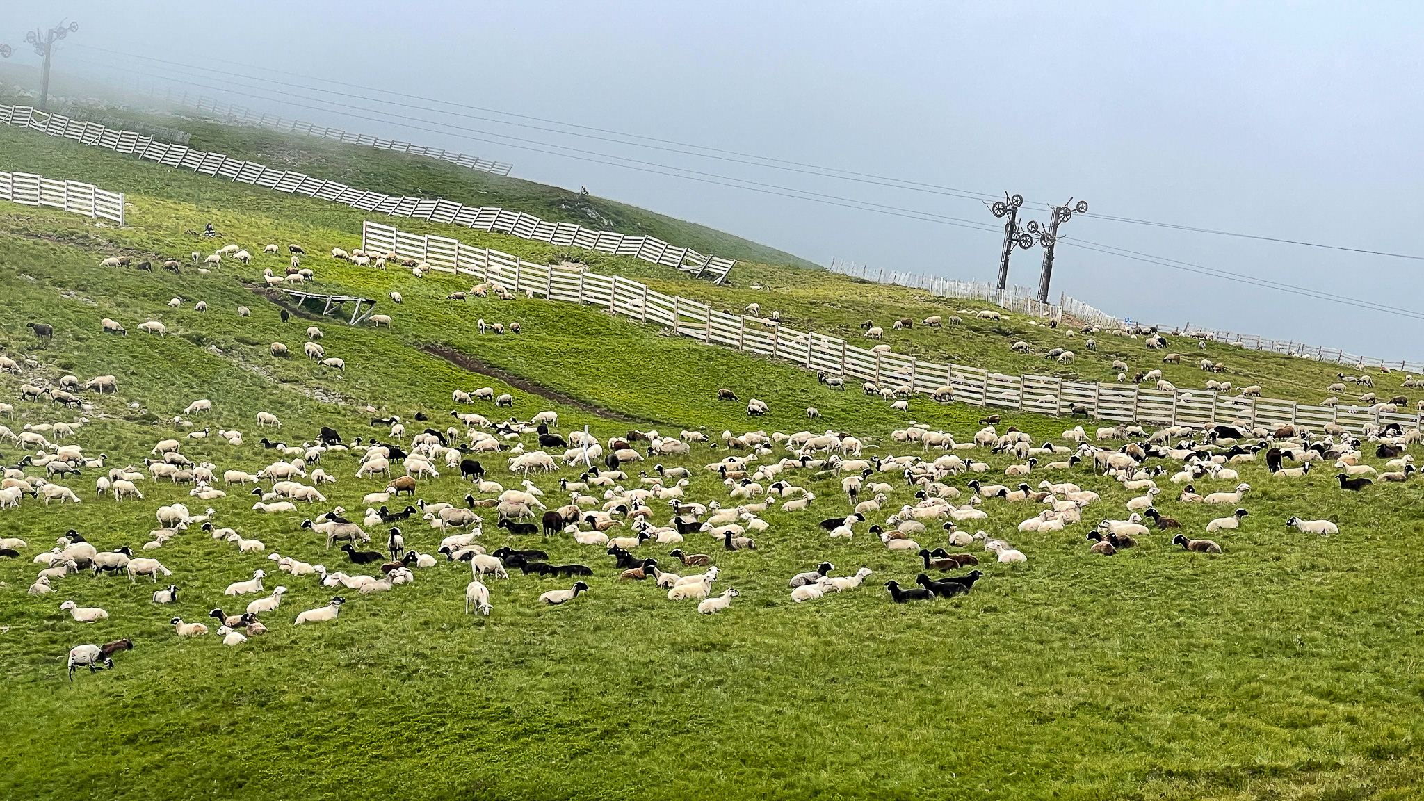 Super Besse - Un Paysage Pastoral : Moutons dans les Estives de la Station