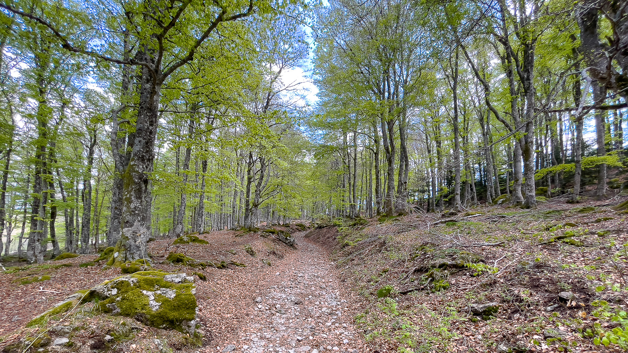 Fontaine Salée : Traversée Enchantée d'une Forêt de Hêtres