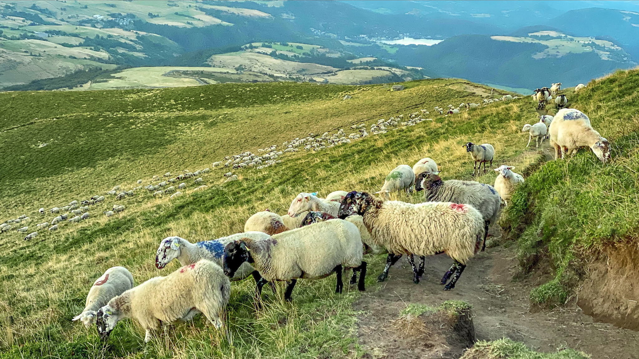 Col de la Croix Saint Robert : Moutons en Estives