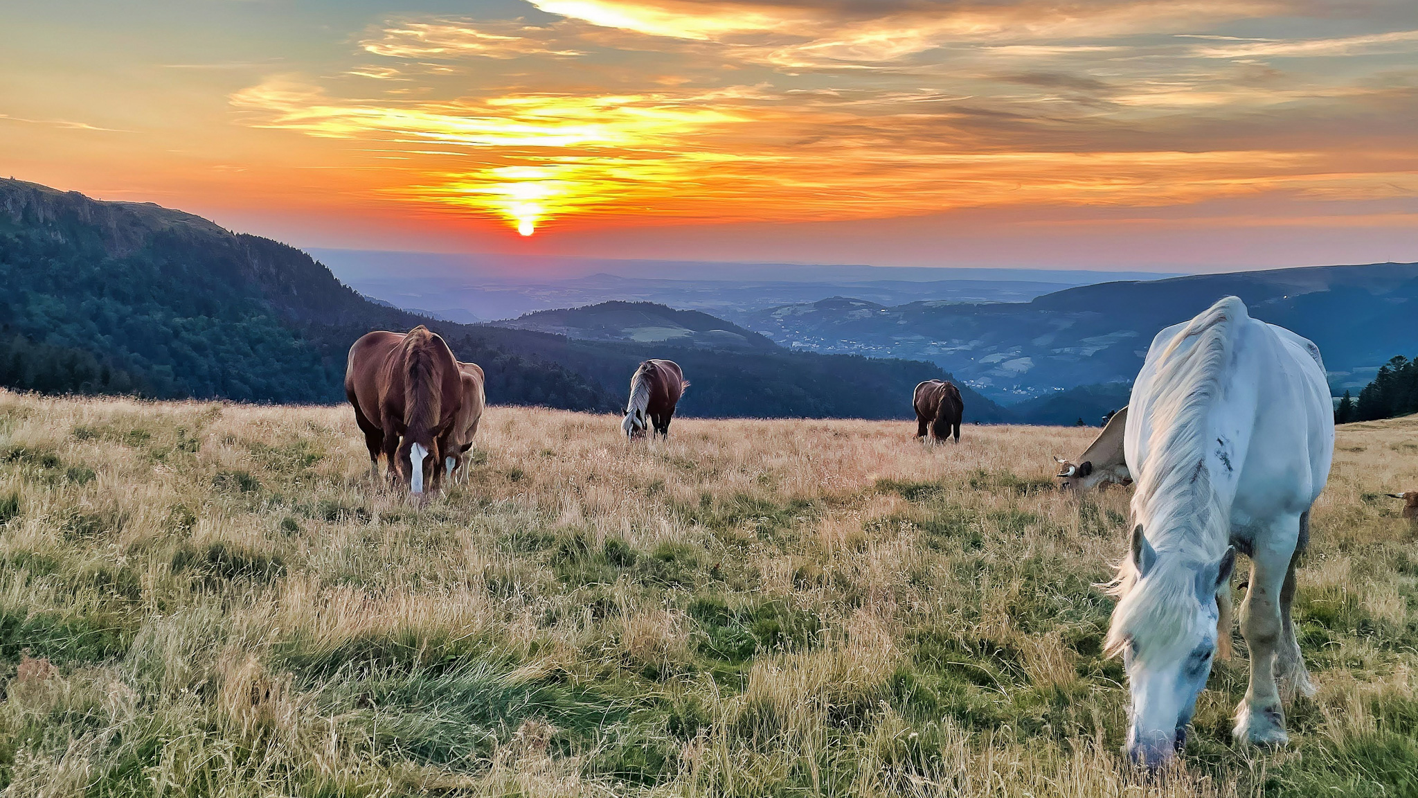 Chemin des Crêtes du Sancy : Chevaux dans les Estives - Nature et Tranquillité