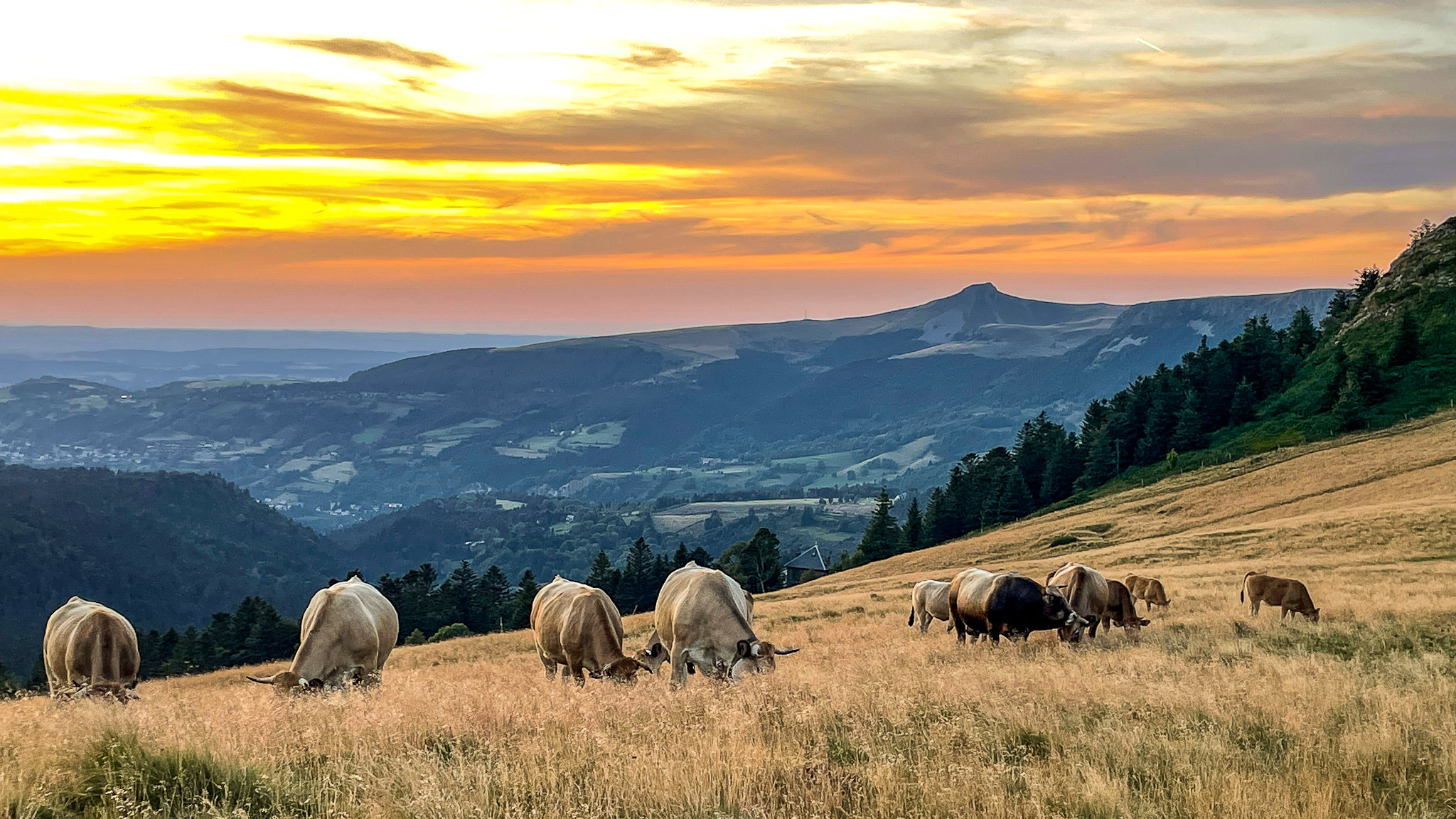 Sentier des Crêtes du Sancy : Troupeaux dans les Estives - Paysage Authentique