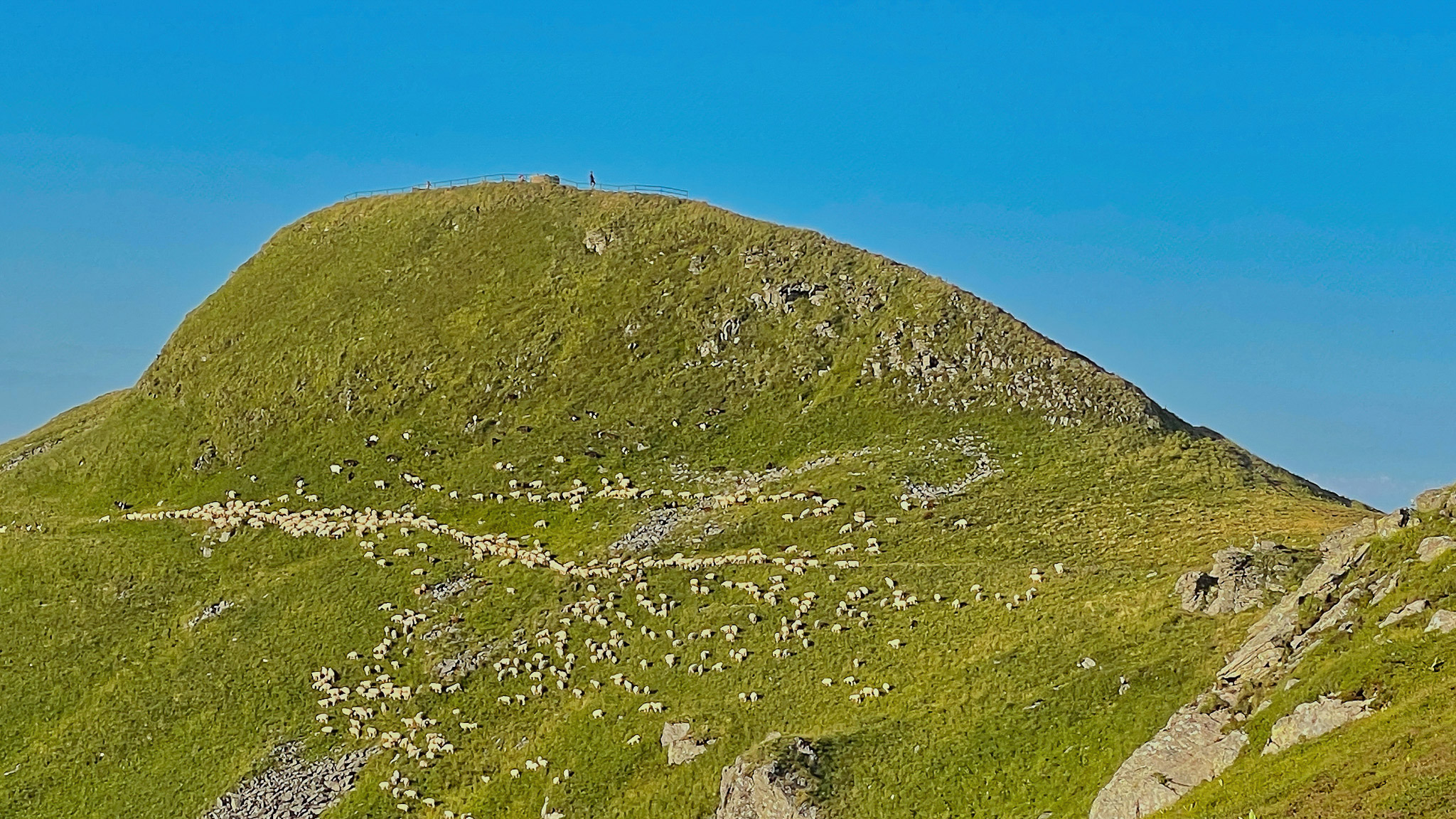 Moutons en Altitude : Pastoralisme au Sommet du Plomb du Cantal