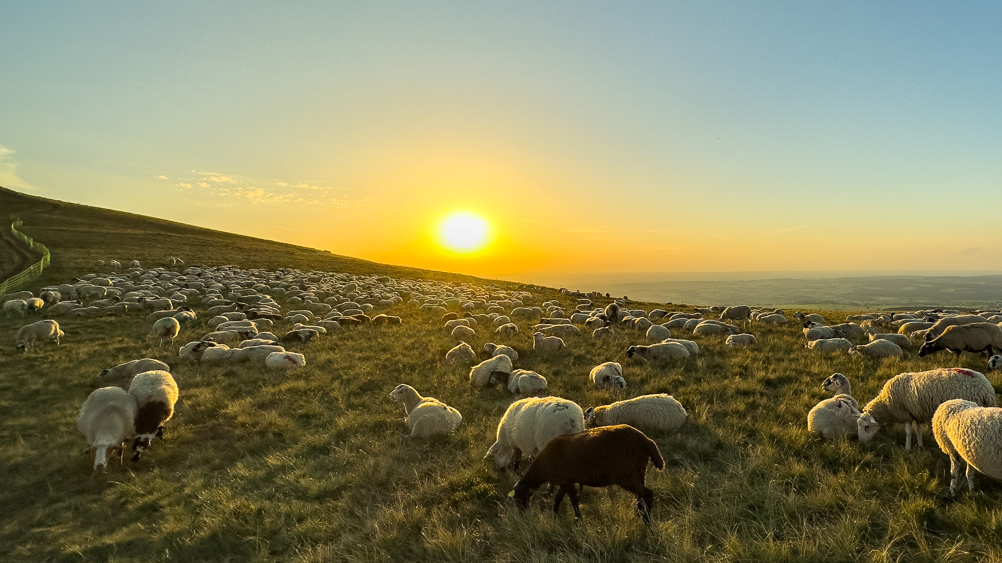 Massif de la Banne d'Ordanche : Moutons dans les Estives - Nature et Tranquillité